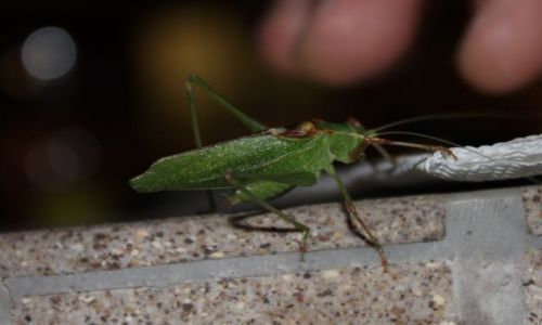Zdjecie USA / California / Yosimite / Cricket on my pizza!