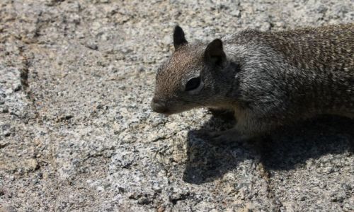 Zdjcie USA / California / Yosimite / Squirrel (Note the silver back!)