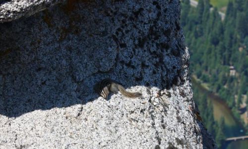 Zdjcie USA / California / Yosimite / Chipmunk?