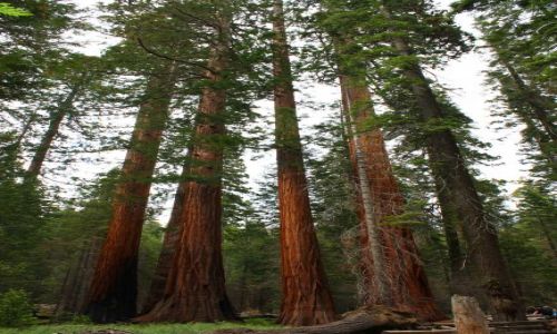 Zdjcie USA / California / Yosimite / Giant Redwoods