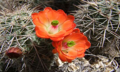 Zdjecie USA / - / Texas / Pustynia Chihuahuan / kaktus