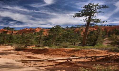 Zdjecie USA / Utah / Bryce Canyon / Bryce Canyon