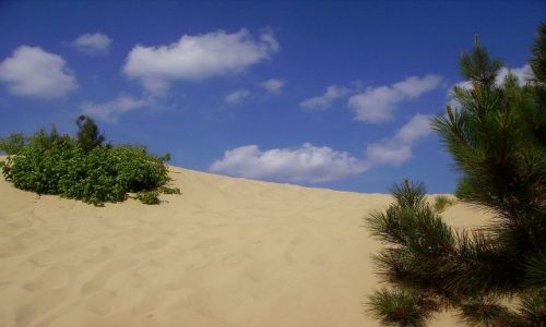Zdjcie USA / North Carolina / Outer Banks / w Parku Stanowym Jockey,s Ridge