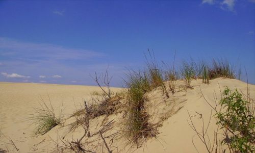 Zdjecie USA / North Carolina / Outer Banks - Park Stanowy Jockey's Ridge / w Parku  Jockey's Ridge