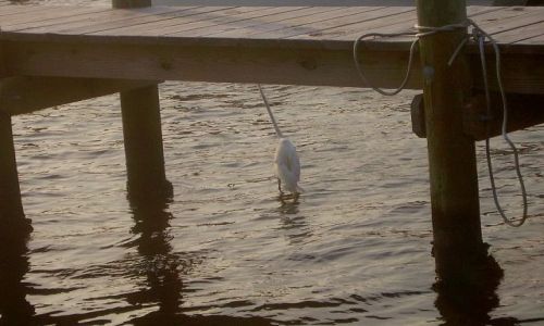 Zdjecie USA / North Carolina / Outer Banks - Ocracoke Island / zagadka - co to za ptak?