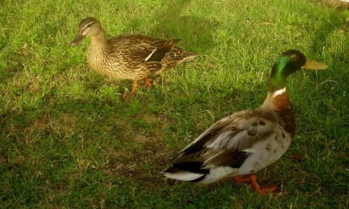 Zdjęcie USA / North Carolina / Outer Banks- Emerald Island / czy to rozstanie, czy niesmiałe zaloty