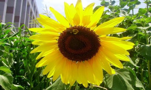 Zdjęcie USA / North Carolina / Raleigh- stolica stanu / słonecznik w mieście