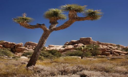 Zdjęcie USA / California / Joshua Tree NP / Joshua Tree