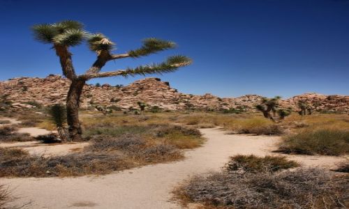 Zdjęcie USA / California / Joshua Tree NP / Joshua Tree