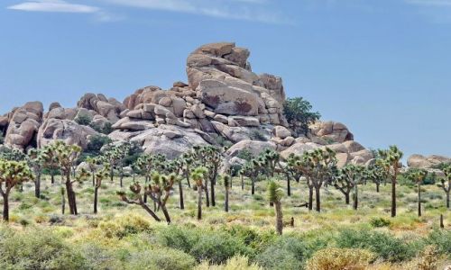 Zdjecie USA / California / Joshua Tree NP / Skaka w Joshua Tree NP