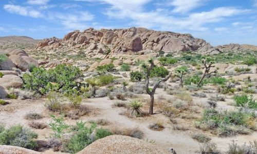 Zdjęcie USA / California / Joshua Tree NP / Pustania skał i kaktusów