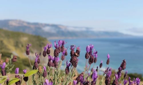 Zdjecie USA / California / Highway 1 / Travelling Highway 1 continued