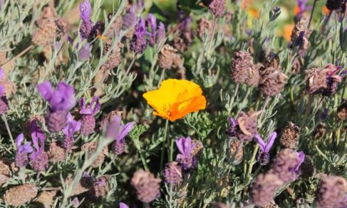 Zdjecie USA / California / Highway 1 / Yellow in a sea of purple