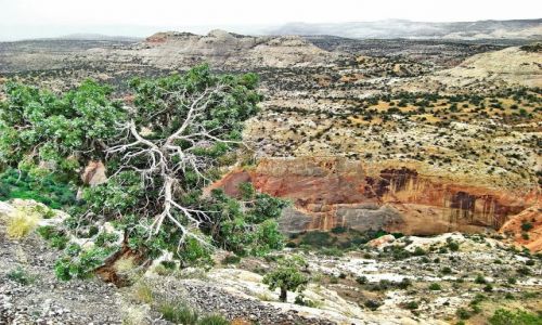 Zdjęcie USA / Utah / Calf Creek / Calf Creek