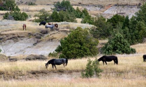 Zdjecie USA / - / Dakota Polnocna / Roosevelt NP / dzikie mustangi