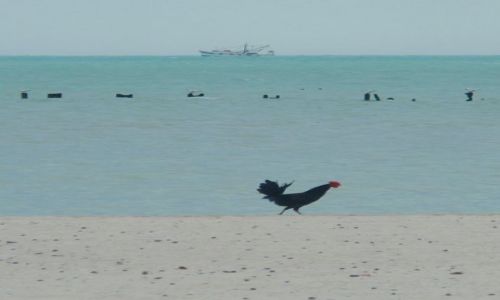 Zdjecie USA / Floryda / Key West / Ratownik