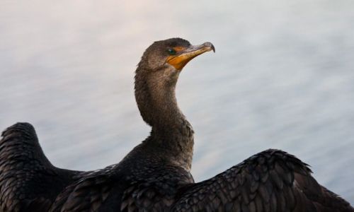 Zdjecie USA / Floryda / Park Narodowy Everglades / Na szlaku Anhinga