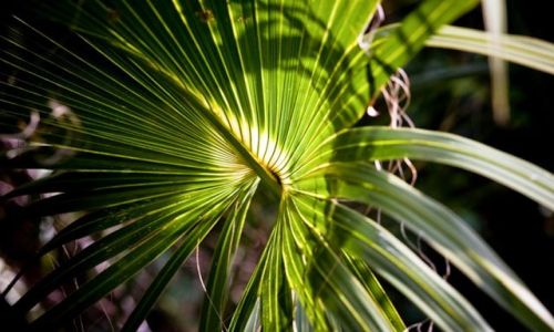 Zdjecie USA / Floryda / Park Narodowy Everglades / Na szlaku Mahogany Hammock