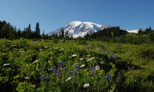 Zdjecie USA / Washington / Mount Rainier / Paradise