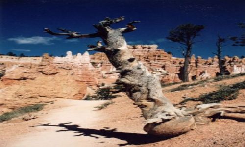 Zdjęcie USA / utah / bryce canyo np / karlowate