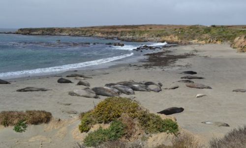 Zdjęcie USA / Kalifornia / Big Sur / wybrzeże Big Sur