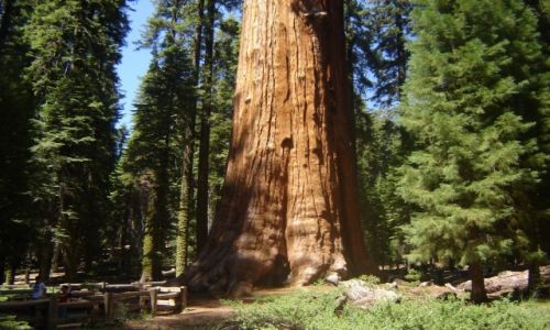 Zdjecie USA / Sierra Nevada-Kalifornia / Sequoia National Park / General Sherman