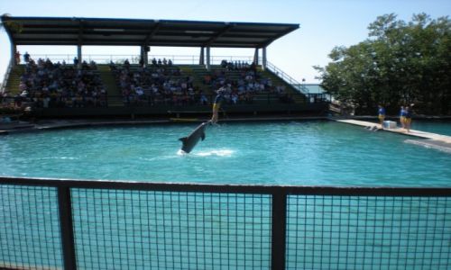 Zdjecie USA / Miami / Seaqurium / Delfin Show