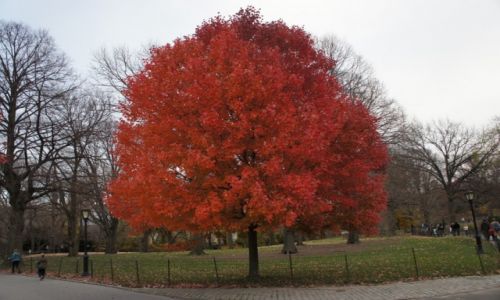 Zdjęcie USA / Nowy Jork / Central Park / Czerwień w Parku Centralnym