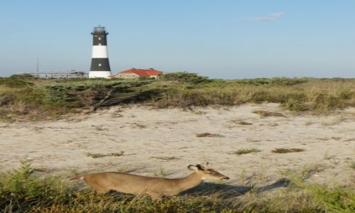 Zdjęcie USA / Fire Island / Robert Moses State Park / Robert Moses State Park