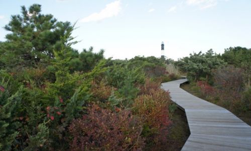 Zdjęcie USA / Fire Island / Robert Moses State Park / Park