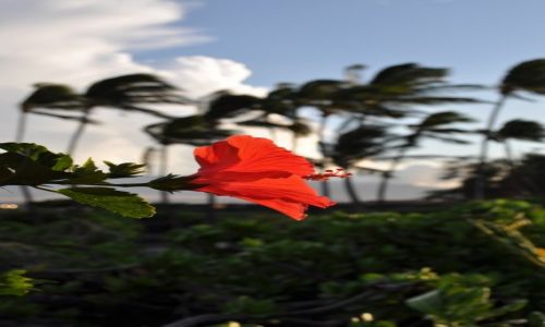 Zdjecie USA / Hawaje / Big Island / Hibiskus na tle palm