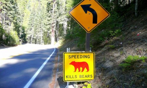 Zdjcie USA / California / Yosemite / Uwaga na niedwiedzie