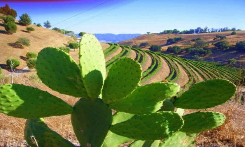 Zdjecie USA / Kalifornia / Sonoma / Konkurs