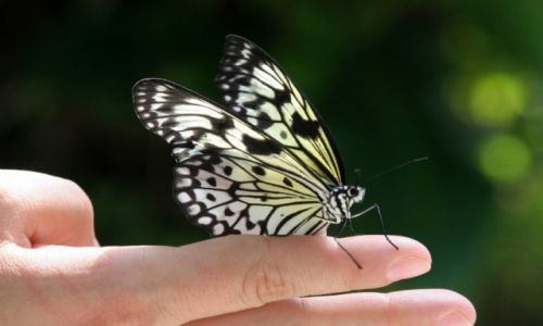 Zdjcie USA / Floryda / Butterfly World / Motylek