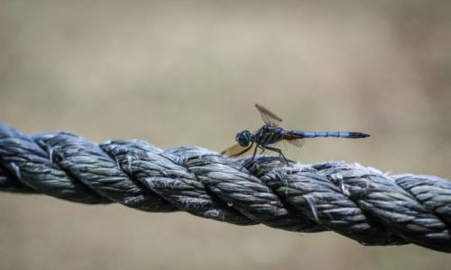 Zdjecie USA / Floryda / Dead Lakes / Konkurs