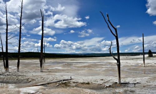 Zdjecie USA / Wyoming / Yellowstone National Park / Spetryfikowane drzewa