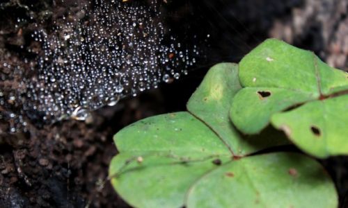 Zdjęcie USA / California / Redwood National Park / Sieć