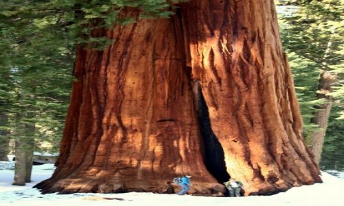 Zdj�cie USA / Kalifornia / PN Sekwoi / Olbrzymek
