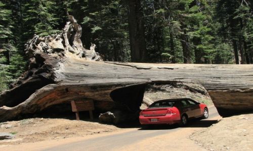 Zdjecie USA / Kalifornia / Sequoia National Park / Sekwojowy tunel
