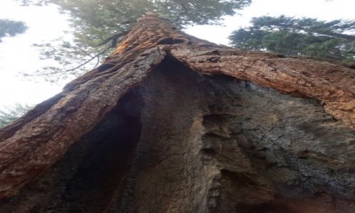 Zdjcie USA / Kalifirnia / SekwojaNP / Drzewa umieraj stojc: sekwoja