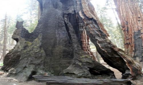 Zdj�cie USA / Kalifornia / Sekwoja NP / Drzewa umieraj� stoj�c: sekwoje