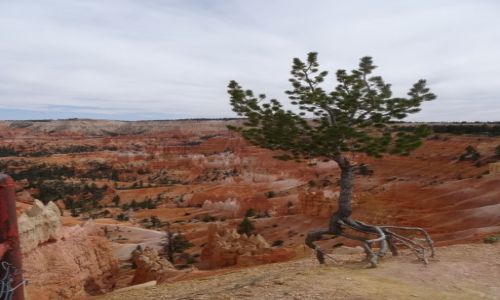 Zdjęcie USA / Utah / Canyon Bryce / Drzewa umieraj± stoj±c: pazurami trzymam się życia