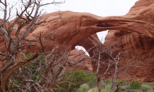 Zdj�cie USA / Utah / Arches NP, Double Arch / Drzewa umieraj� stoj�c: Arches NP