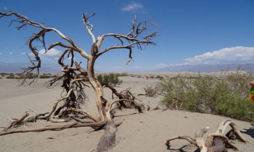 Zdjcie USA / Nevada / Death Valley / Drzewa umieraj stojc: DOLINA MIERCI