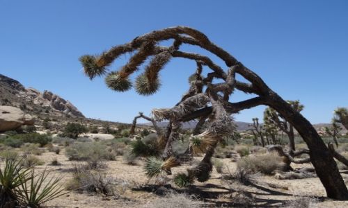 Zdjęcie USA / Kalifornia / Joshua Tree NP / Drzewa umierają stojąc: Drzewo Jozuego
