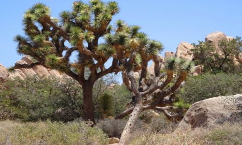 Zdjęcie USA / Kalifornia / Joshua Tree NP / Drzewo Jozuego