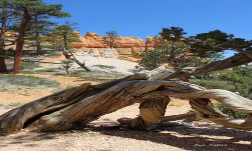 Zdjcie USA / Utah / Park narodowy Bryce Canyon / Ale mnie poskrcao!