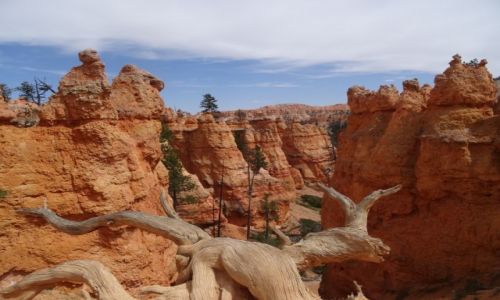 Zdjcie USA / - / Bryce NP / Kocham czerwone skay: BRYCE