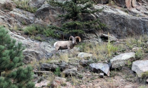 Zdjęcie USA / Kolorado / Rocky Mountain NP / Muflon