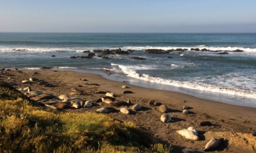 Zdjęcie USA / Kalifornia / San Simeon / Słonie morskie
